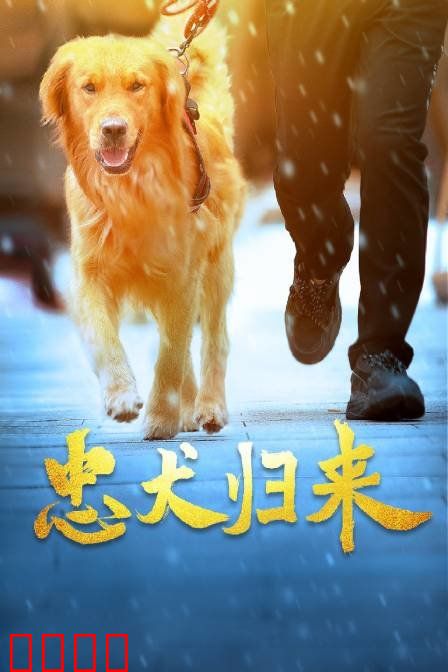 忠犬归来：跨城寻主