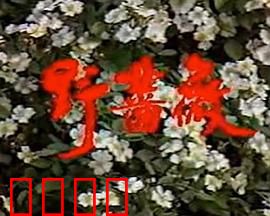 野蔷薇：坚韧之花